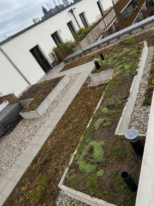 Begrünte Dachterrasse mit Kiesstreifen