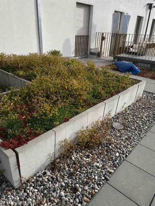 Gepflegte begrünte Dachterrasse nach Reinigung